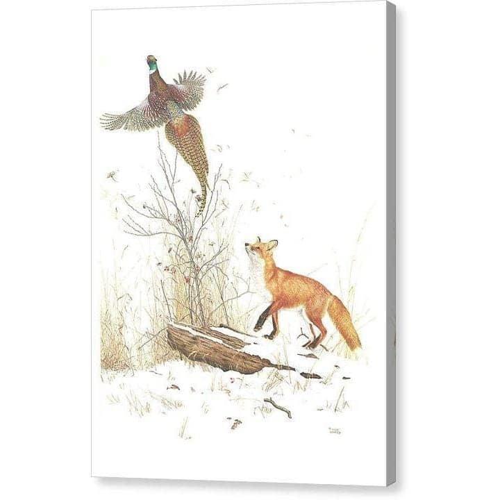 Red Fox and Ring-necked Pheasant - Canvas Print | Artwork by Glen Loates