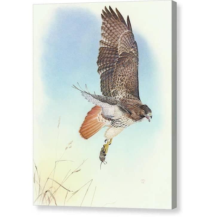 Red-tailed Hawk - Canvas Print | Artwork by Glen Loates