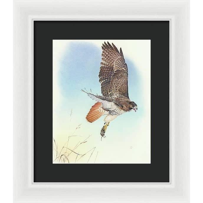 Red-tailed Hawk - Framed Print | Artwork by Glen Loates