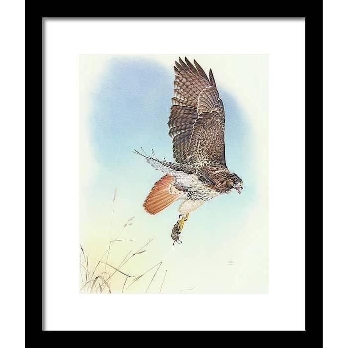Red-tailed Hawk - Framed Print | Artwork by Glen Loates