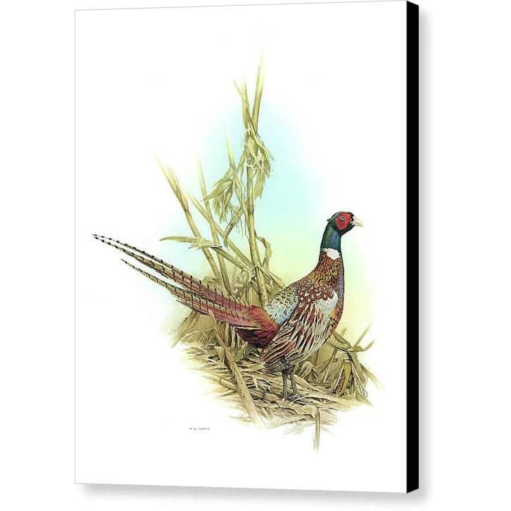 Ring Necked Pheasant - Canvas Print | Artwork by Glen Loates