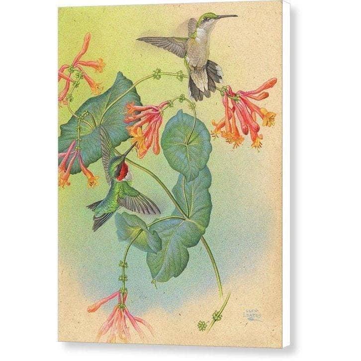 Ruby-throated Hummingbirds with Trumpet Flower - Canvas Print | Artwork by Glen Loates