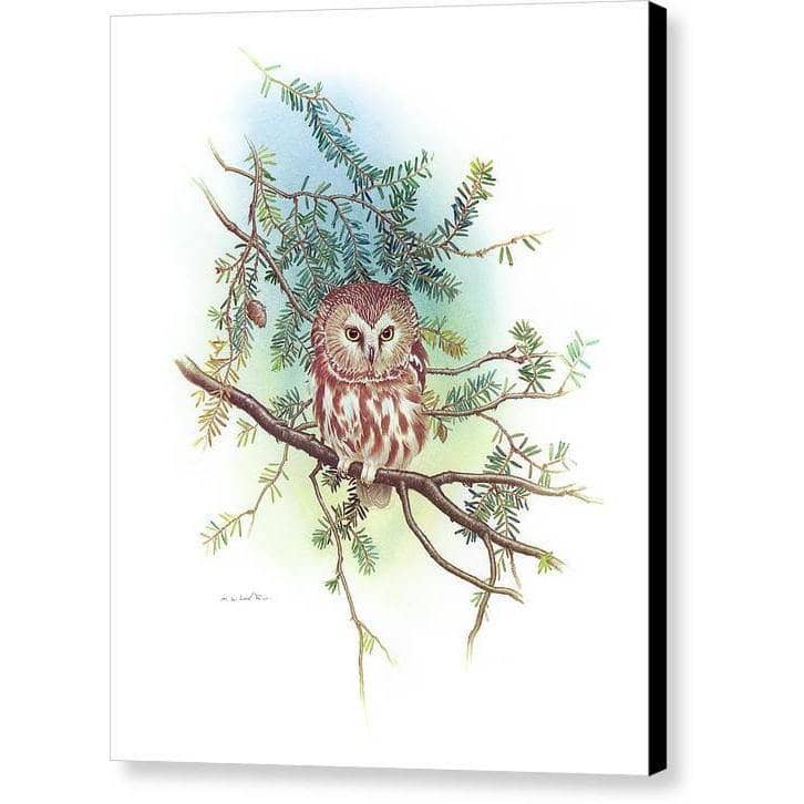 Saw-Whet Owl - Canvas Print | Artwork by Glen Loates