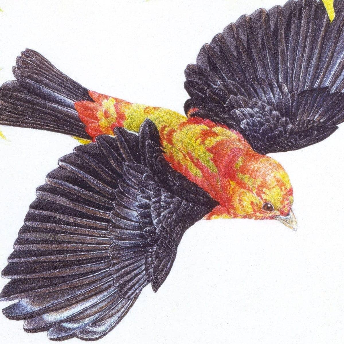 Scarlet Tanagers - Art Print | Artwork by Glen Loates