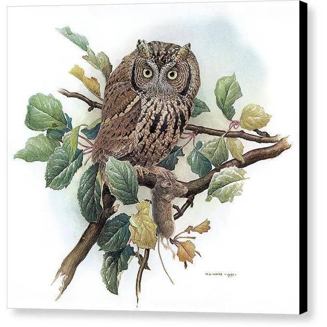 Screech Owl with Field Mouse - Canvas Print | Artwork by Glen Loates