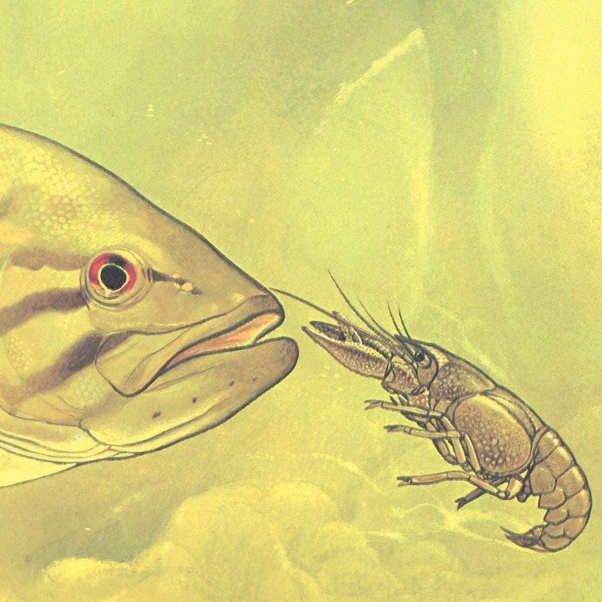 Small Mouth Bass Pursuing Crayfish - Canvas Print | Artwork by Glen Loates