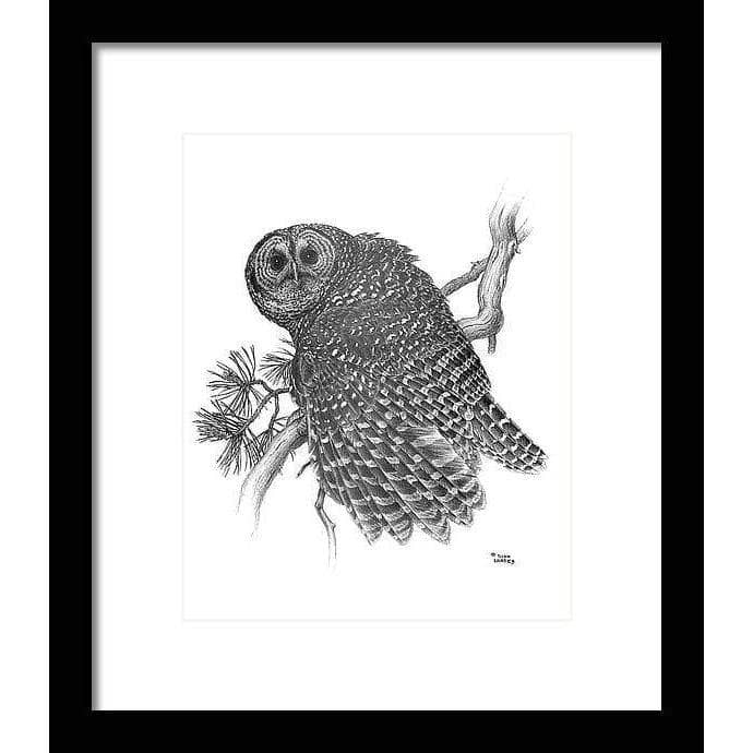 Spotted Owl - Framed Print | Artwork by Glen Loates