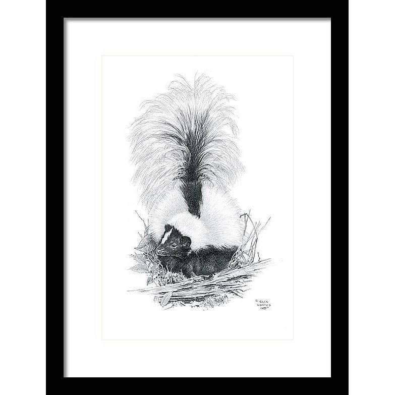 Striped Skunk - Framed Print | Artwork by Glen Loates