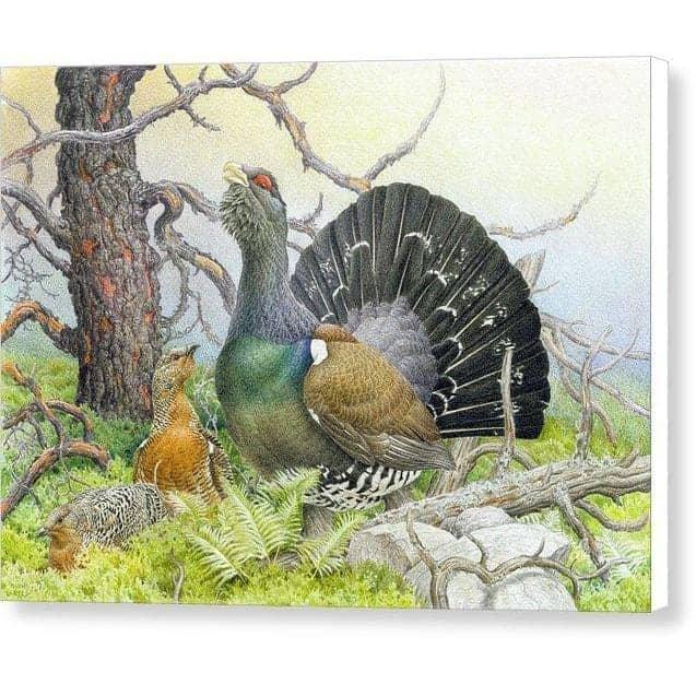 Western Capercaillie - Canvas Print | Artwork by Glen Loates