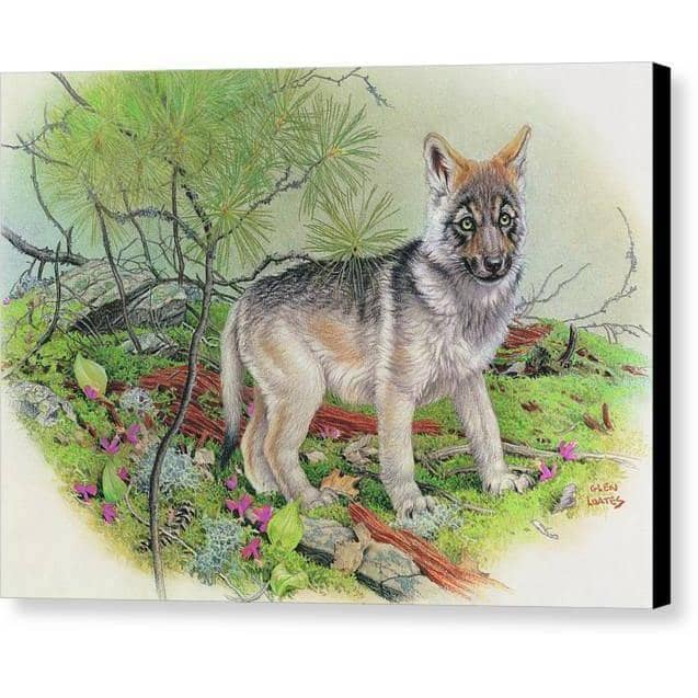 Wolf Pup - Canvas Print | Artwork by Glen Loates